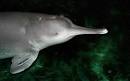 Yangtze freshwater dolphin extinct