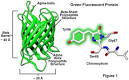 Green fluorescent protein