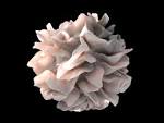 dendritic cell