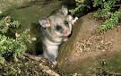 Mountain Pygmy Possum