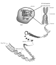 chromosome