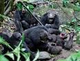 Gombe Chimpanzee War