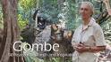 Kasakela Chimpanzee Community