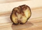 Potato blight