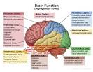 brain function