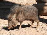 Chacoan Peccary