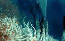 hydrothermal vent