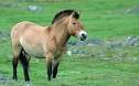 Przewalski's Horse