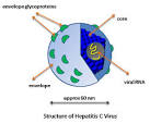 hepatitis C virus