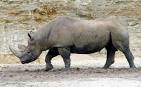 Western black rhinoceros