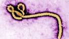 Ebola virus