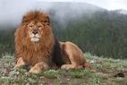 Barbary lion