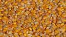 Hybrid seed corn
